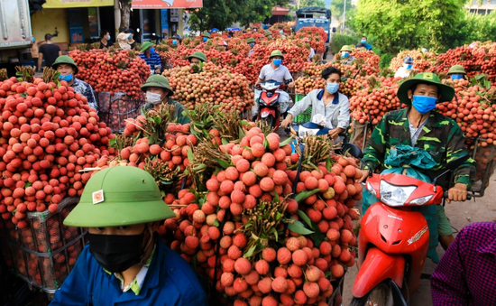 Bắc Giang sẵn sàng cho mùa vải chính vụ