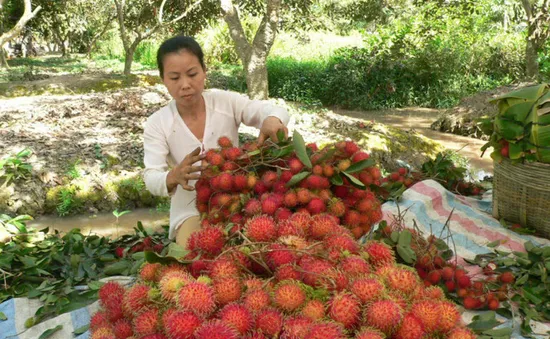 Chôm chôm rớt giá