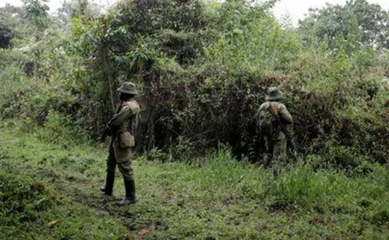 Congo: Các tay súng bắn chết hai nhân viên kiểm lâm ở Công viên quốc gia Virunga