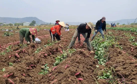 Mở rộng mã số vùng trồng cho khoai lang