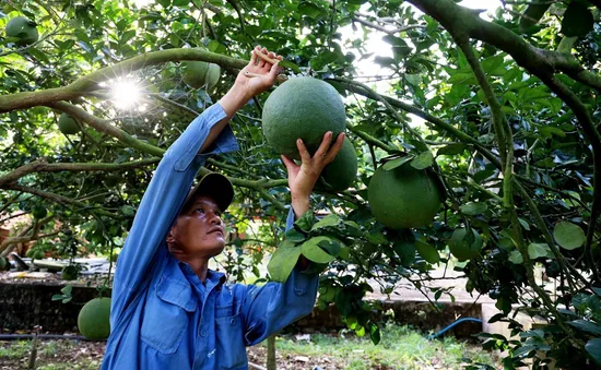 Mã số vùng trồng - “Hộ chiếu” cho nông sản Việt vươn xa