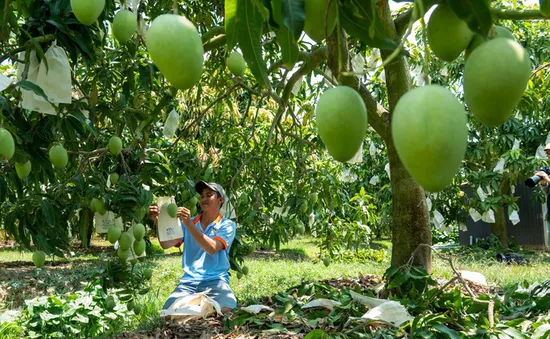 Những tồn tại trong sử dụng mã số vùng trồng