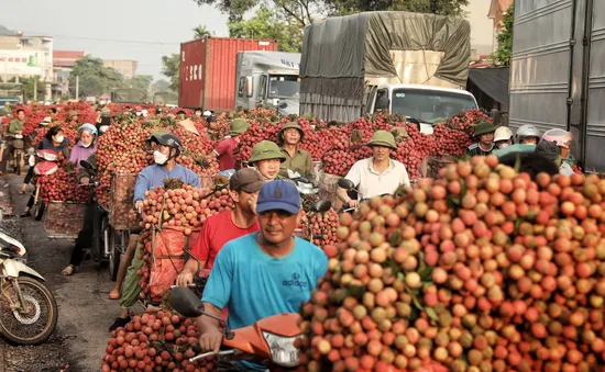 Vải thiều Bắc Giang nhộn nhịp vào chính vụ