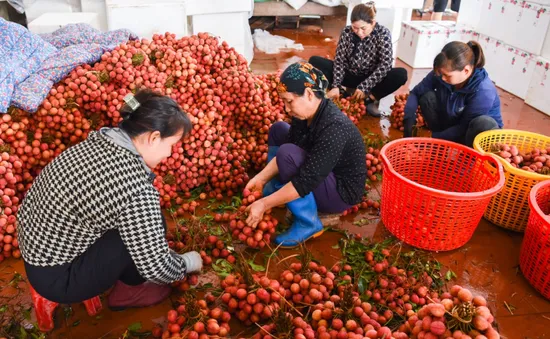 Phu vải kiếm tiền triệu mỗi ngày tại thủ phủ vải thiều