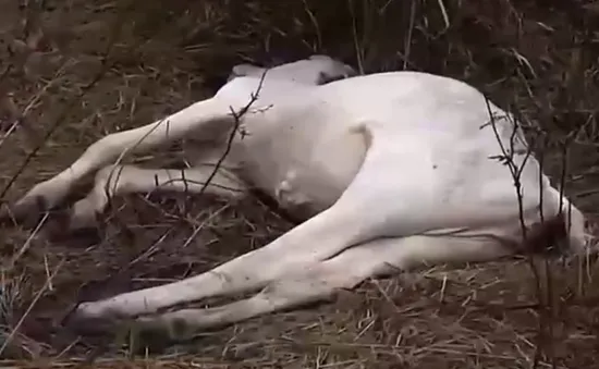 Hàng nghìn gia súc chết do giá rét tại Brazil