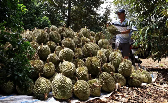 Bùng nổ nhu cầu từ Trung Quốc, sầu riêng thành “vua trái cây”