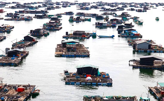 Kiên Giang: Cấm khai thác nghêu lụa, sò huyết, hến ven bờ từ 1/7