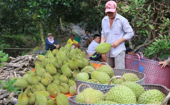 Thêm cơ hội xuất khẩu sầu riêng vào Trung Quốc