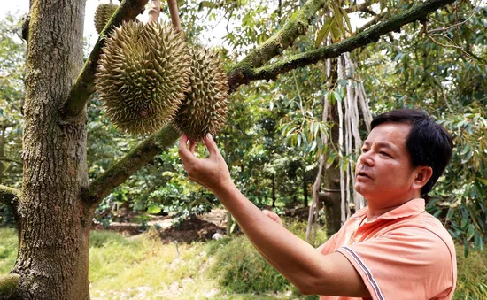 Chuẩn hóa nông sản từ phân cấp, phân quyền