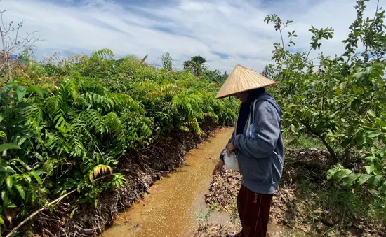 Long An: Bơm hút cát làm bể bờ bao, vườn cây trái của người dân thiệt hại nặng