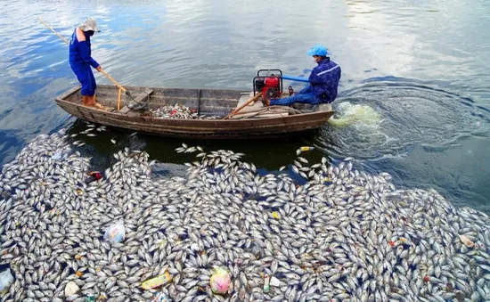 Hàng tấn cá chết nổi trắng hồ An Biên: Khẩn trương khử trùng, giảm tối đa phát tán mùi hôi