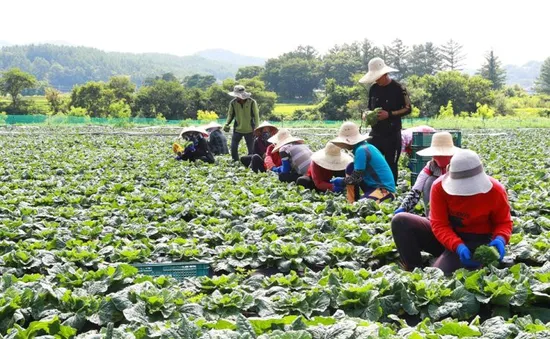 Hàn Quốc công bố biện pháp cải thiện tình trạng thiếu nhân lực