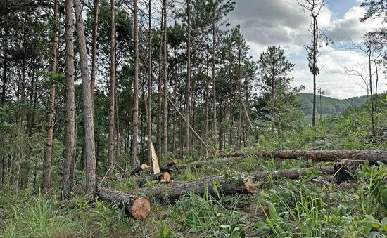 Hơn 150 cây thông chục năm tuổi bị cưa hạ trái phép tại Lâm Đồng