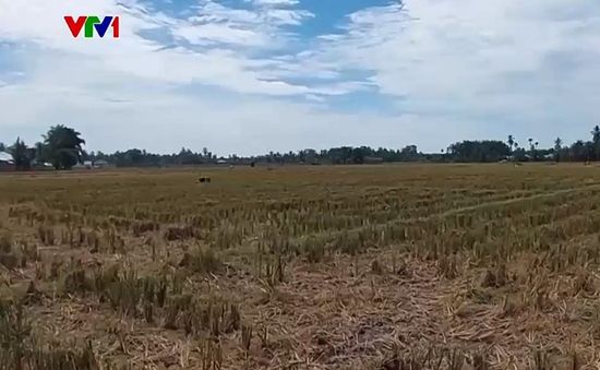 Nguy cơ thiếu lương thực tại Indonesia do El Nino