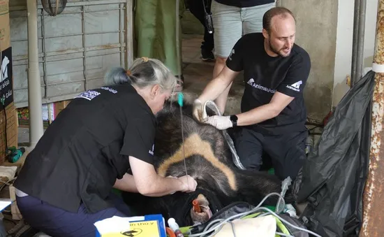 Cứu hộ thêm 2 cá thể gấu ngựa về Trung tâm cứu hộ gấu Việt Nam
