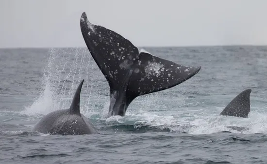 Cá voi xám phục hồi ở Thái Bình Dương