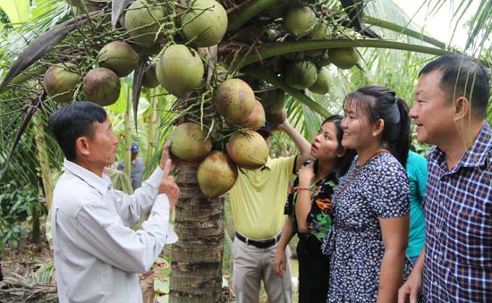 Giá dừa tăng gấp 3 sau thông tin được xuất khẩu Mỹ