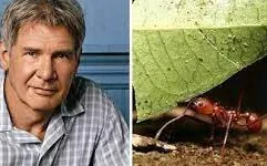 Harrison Ford nói về chuyện được đặt tên cho các con vật