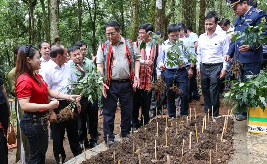 Thủ tướng: Đẩy mạnh liên kết, phát huy vai trò người dân trong sản xuất, chế biến sâm Ngọc Linh