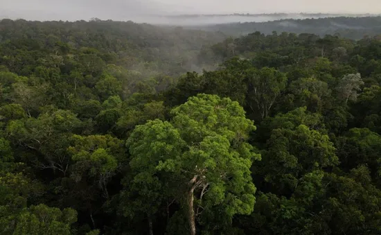 Lượng khí thải carbon của rừng Amazon tăng vọt dưới thời cựu Tổng thống Brazil Bolsonaro