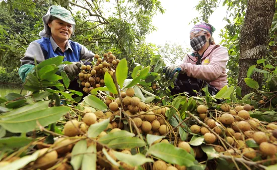 Nhãn lồng Hưng Yên giống cổ giá 80.000 đồng/kg