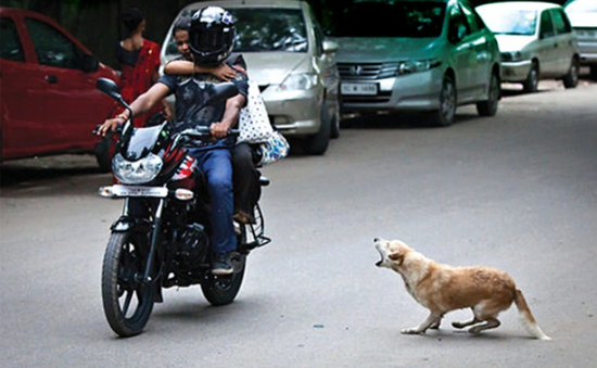 New Delhi tạm giữ chó hoang trước thềm Hội nghị thượng đỉnh G20