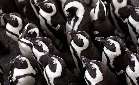 Nam Phi cấm đánh bắt cá để bảo vệ chim cánh cụt trước nguy cơ tuyệt chủng