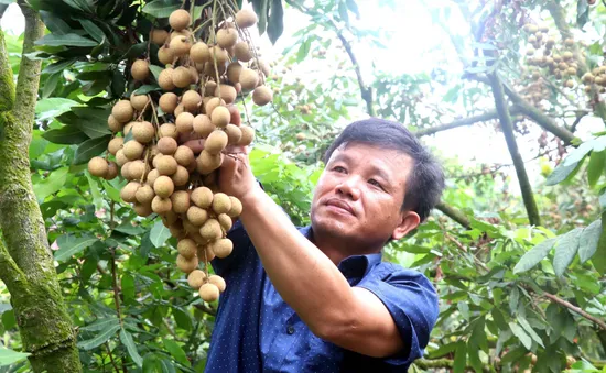 Sản lượng sụt giảm, nhãn Hưng Yên giữ giá