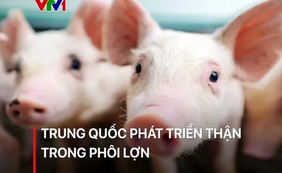 Trung Quốc phát triển thận trong phôi lợn