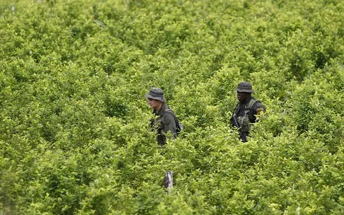 Cocaine sắp trở thành mặt hàng xuất khẩu số một của Colombia