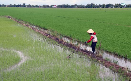 Giá lúa cao, nông dân ồ ạt xuống giống vụ Thu Đông