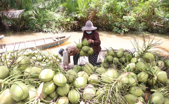 Giá dừa trái tăng gấp đôi