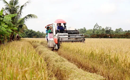 Nông dân thu về 20 triệu đồng/ha lúa Thu Đông