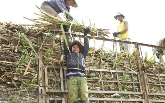 Giá mía tăng cao kỷ lục