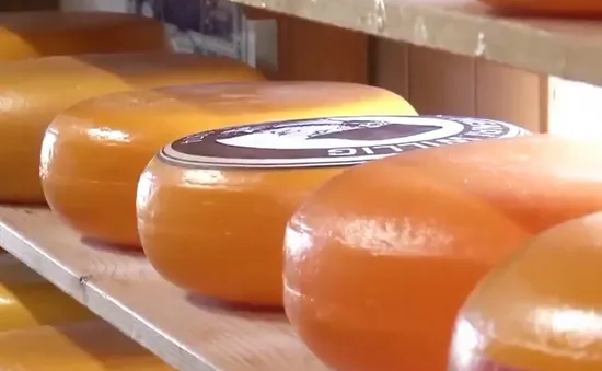 Gouda - một trong những loại pho mát lâu đời nhất thế giới