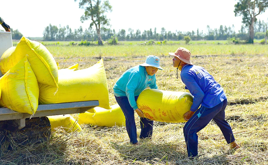 Giá lúa gạo tăng “nóng”: Cần có chiến lược về giá