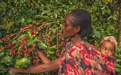 Ethiopia cấm xuất khẩu, giá cà phê thế giới có thể tăng vọt