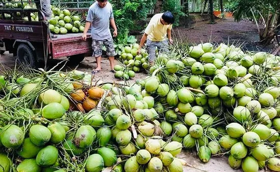 Dừa sớm lọt top xuất khẩu tỷ đô?