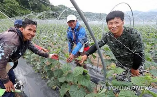 Lao động nước ngoài - câu trả lời cho bài toán thiếu lao động ở Hàn Quốc