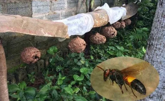 2 người nguy kịch vì bị ong đốt hơn 400 nốt