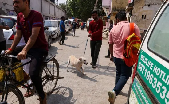Sau khu ổ chuột và khỉ, Ấn Độ dẹp chó hoang trên đường phố khi G20 đến gần