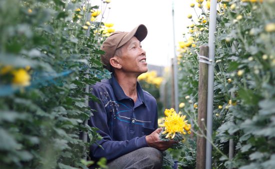 Làng hoa lớn nhất Nam Định tất bật vào vụ Tết