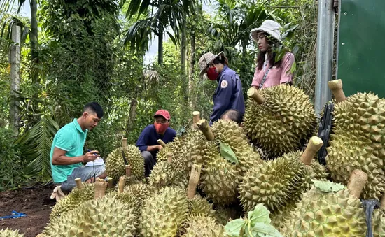 Rau quả dự báo mang về 6,5 tỷ USD xuất khẩu