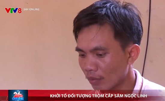 Quảng Nam khởi tố đối tượng trộm cắp sâm Ngọc Linh