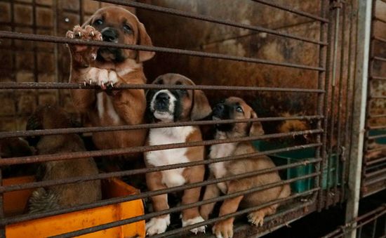 Quốc hội Hàn Quốc thông qua dự luật cấm thịt chó mang tính bước ngoặt