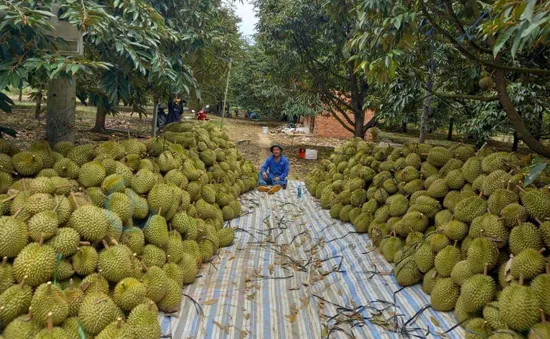 Mía, sầu riêng, rau màu... thu lãi lớn dịp giáp Tết