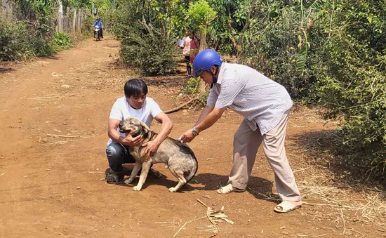 Báo động gia tăng số trường hợp mắc và tử vong do bệnh dại