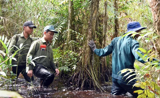 Nguy cơ cháy hơn 2.000 ha rừng tại Cà Mau