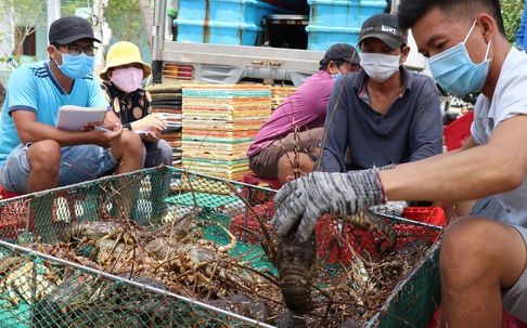 Giá tôm hùm tăng mạnh, hộ nuôi thu tiền tỷ