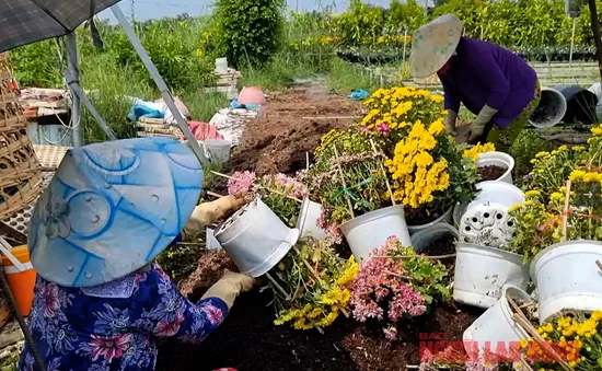 Vắng người mua, nhà vườn Sa Đéc nhổ bỏ hoa trước ngày 30 Tết